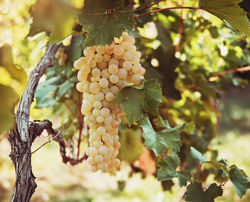kunnenburgh-winefarm-section-7